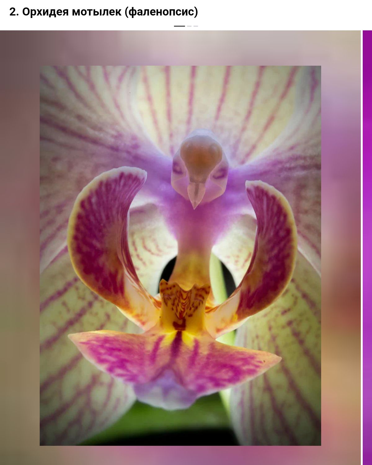 Орхидея ыыпек Фаленопсис
