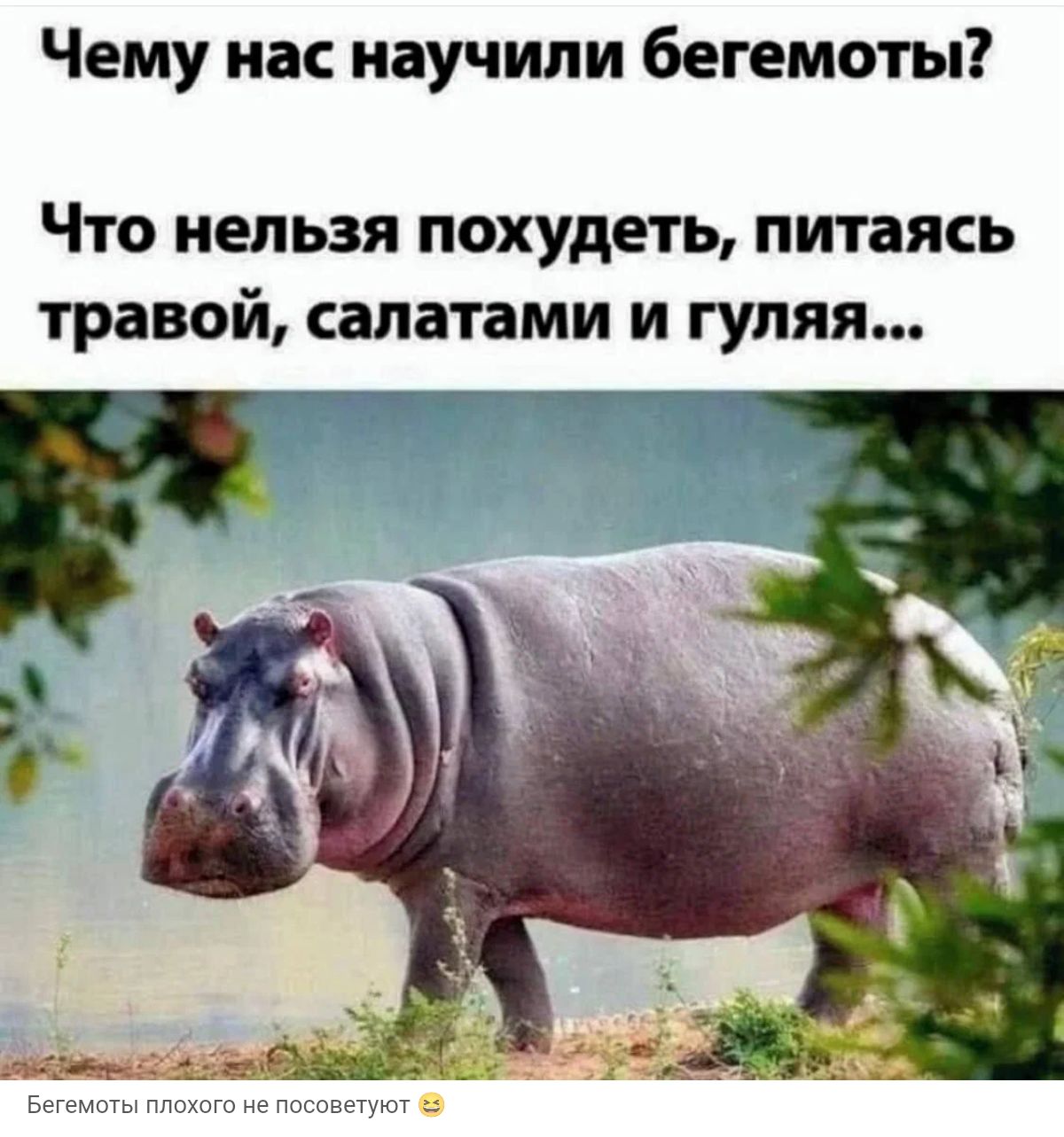 Чему нас научили бегемоты ЧТО НЕЛЬЗЯ ПОХУДЕТЬ питаясь ТРЗВОЙ СЗЛЗТЗМИ И гуляя
