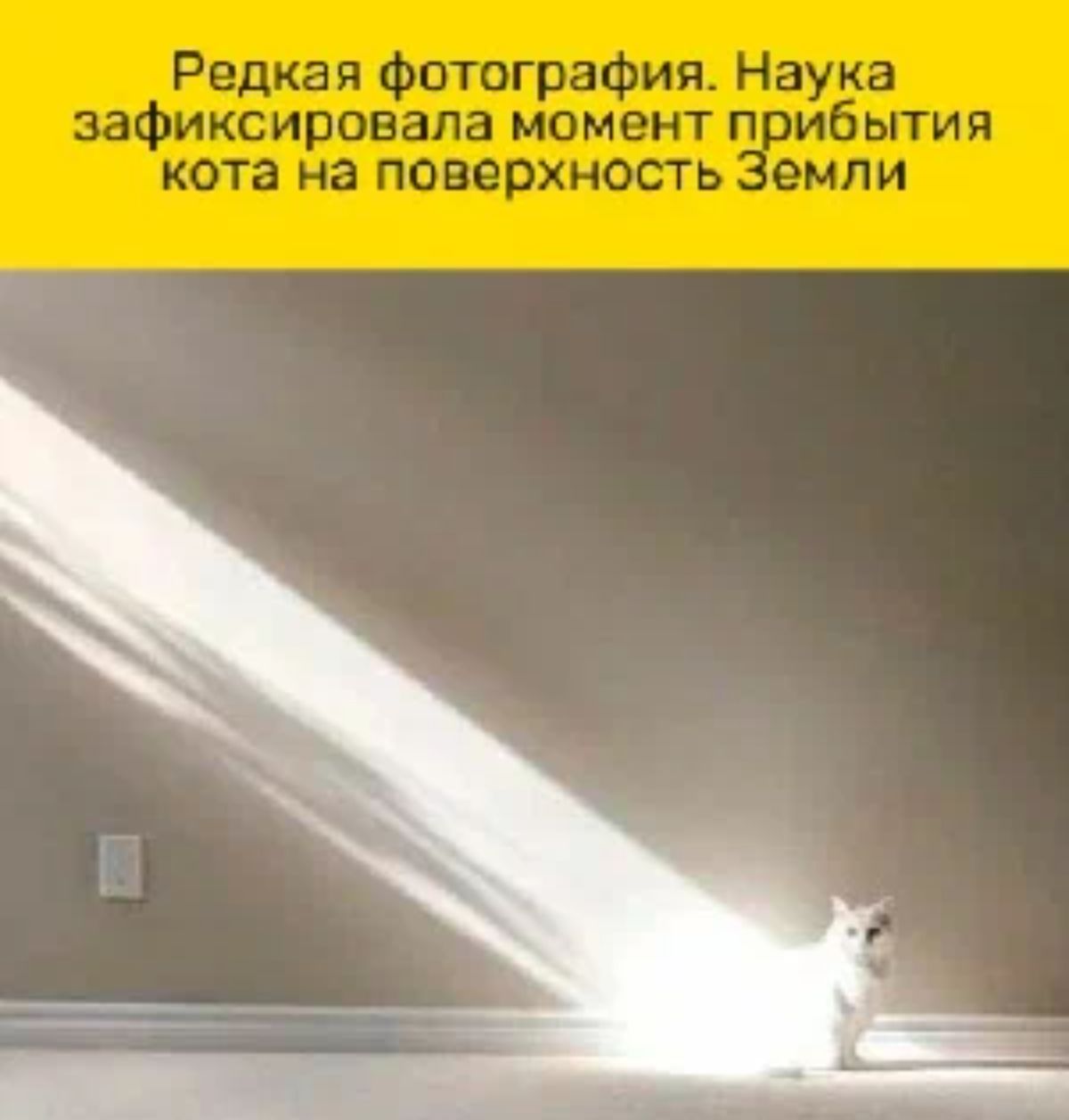 Редкая Фотография Наука зафиксировала момент п ибытия кота на поверхность емпи