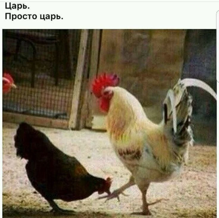 Царь Просто царь