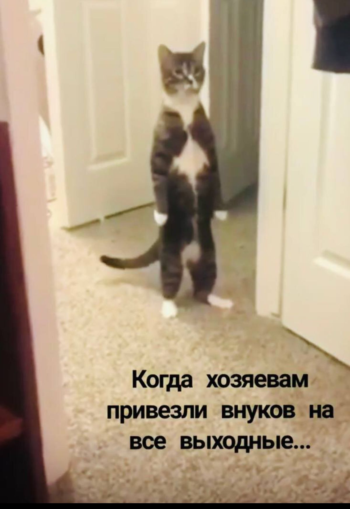 Когда хозяевам привезли внуков А на все выходные