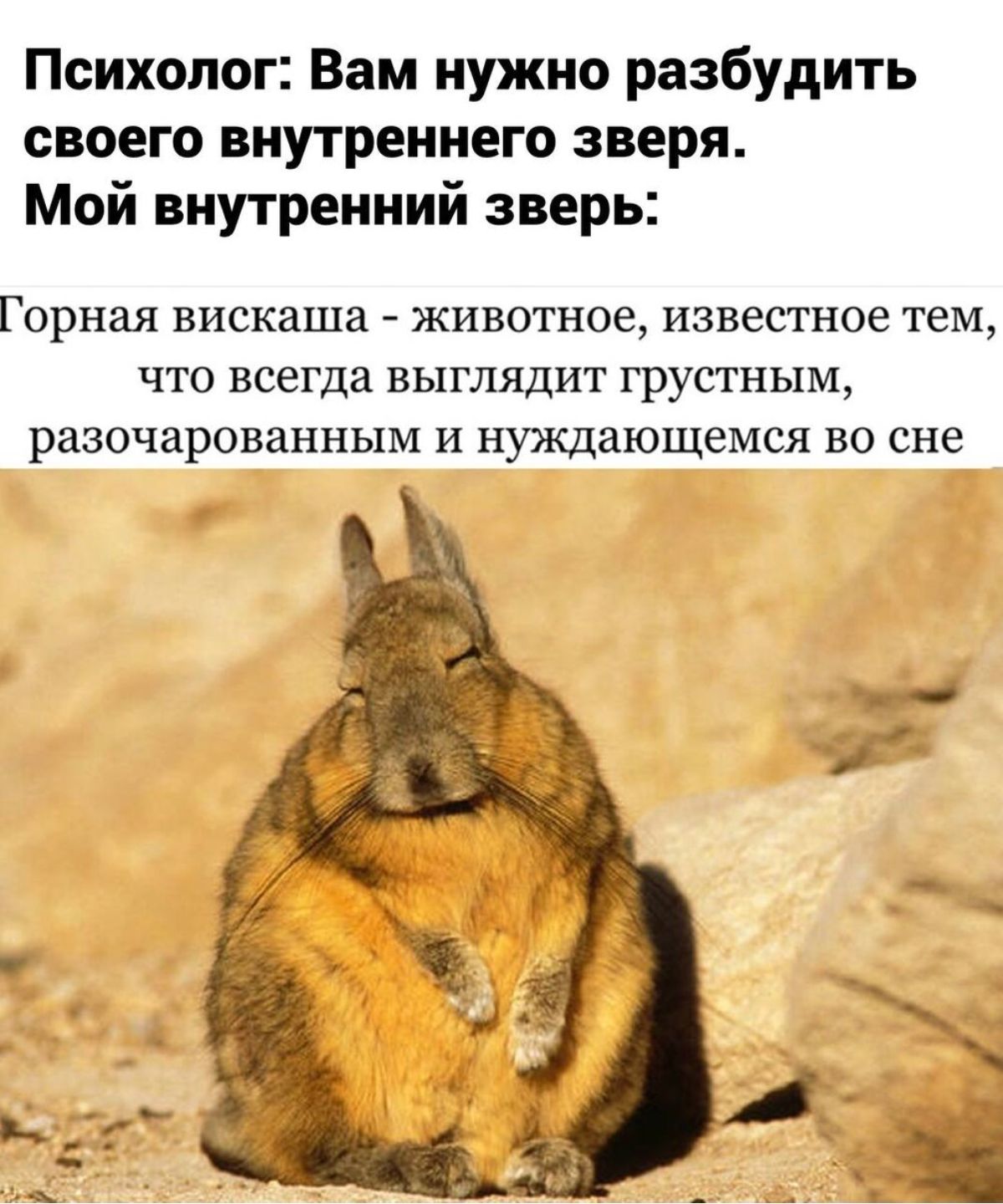 Психолог Вам нужно разбудить своего внутреннего зверя Мой внутренний зверь Горная вискаша животное известное тем что всегда выглядит грустным разочарованным И нуждающемся во сне