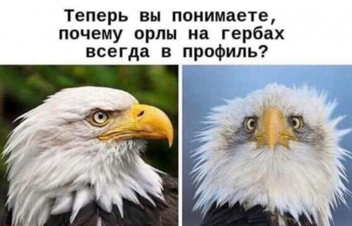 Теперь вы понимаете почему орлы на гербах всегда в профиль