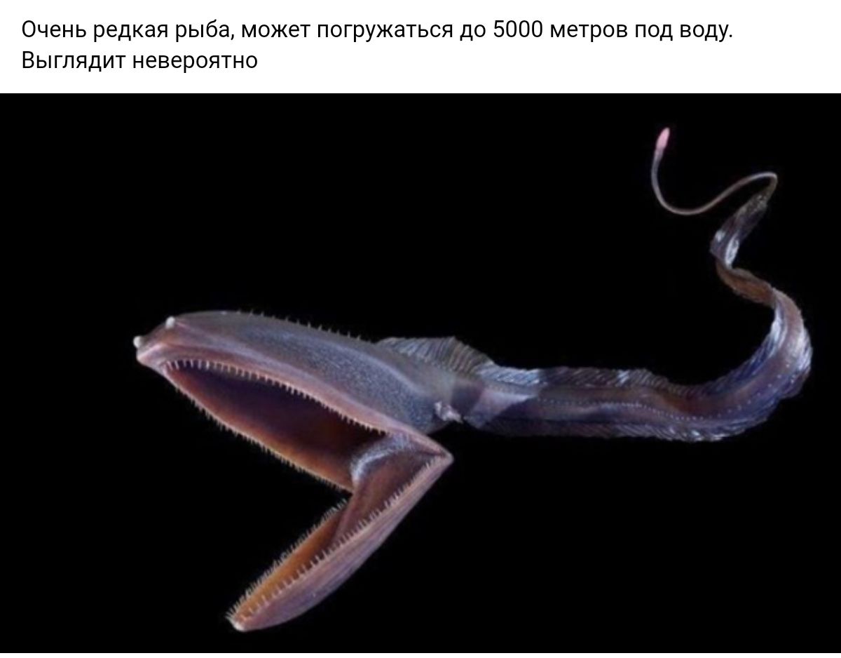 чень редкая рыба может мглядит н Тн