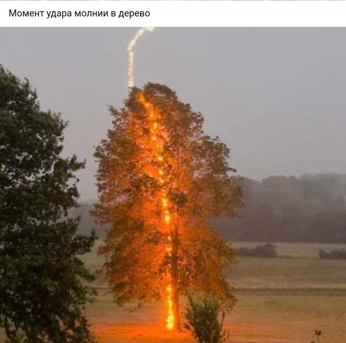 Маме удара мшшии в дереве