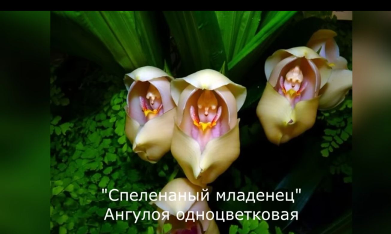 младенец ЦВ вая