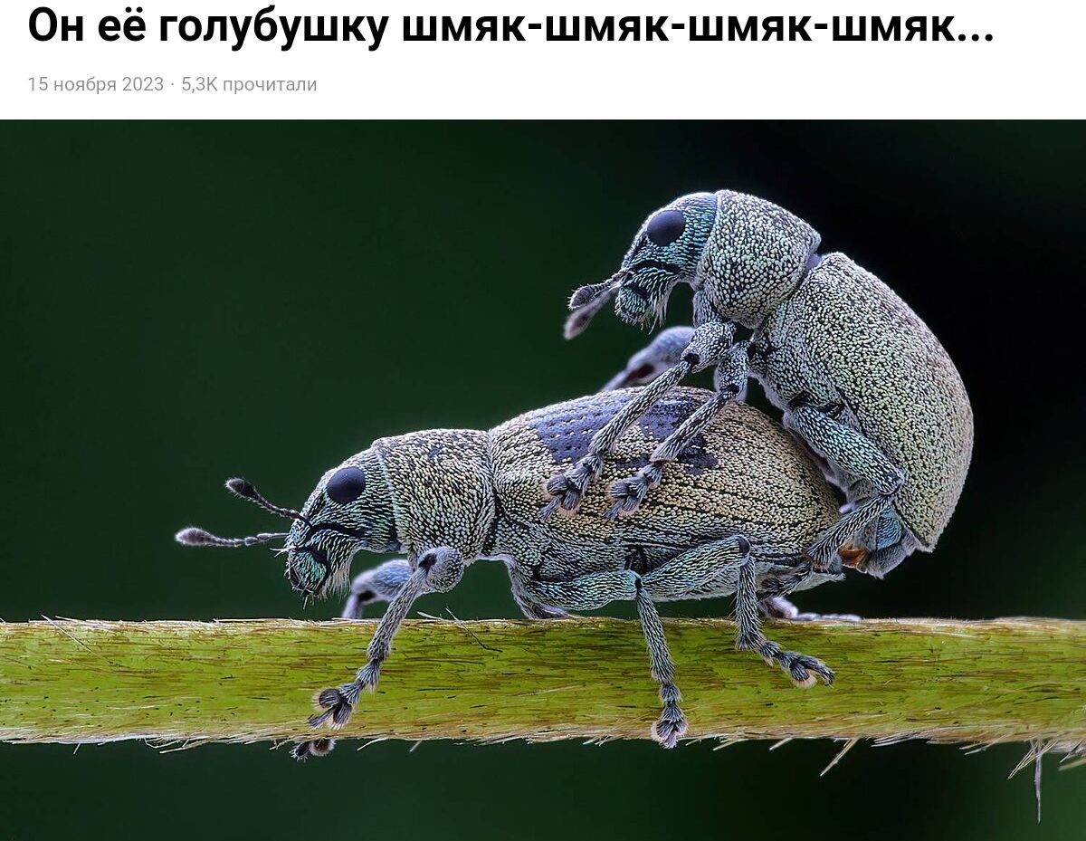 Он ее гопубушку шмяк шмяк шмяк шмяк