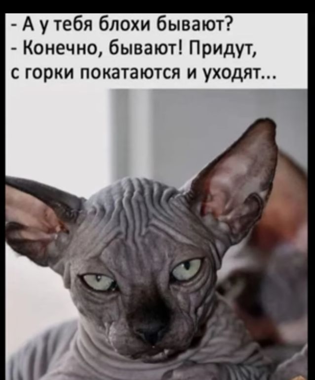 А у тебя блохи бывают Конечно бывают Придут с горки покатаются и уходя