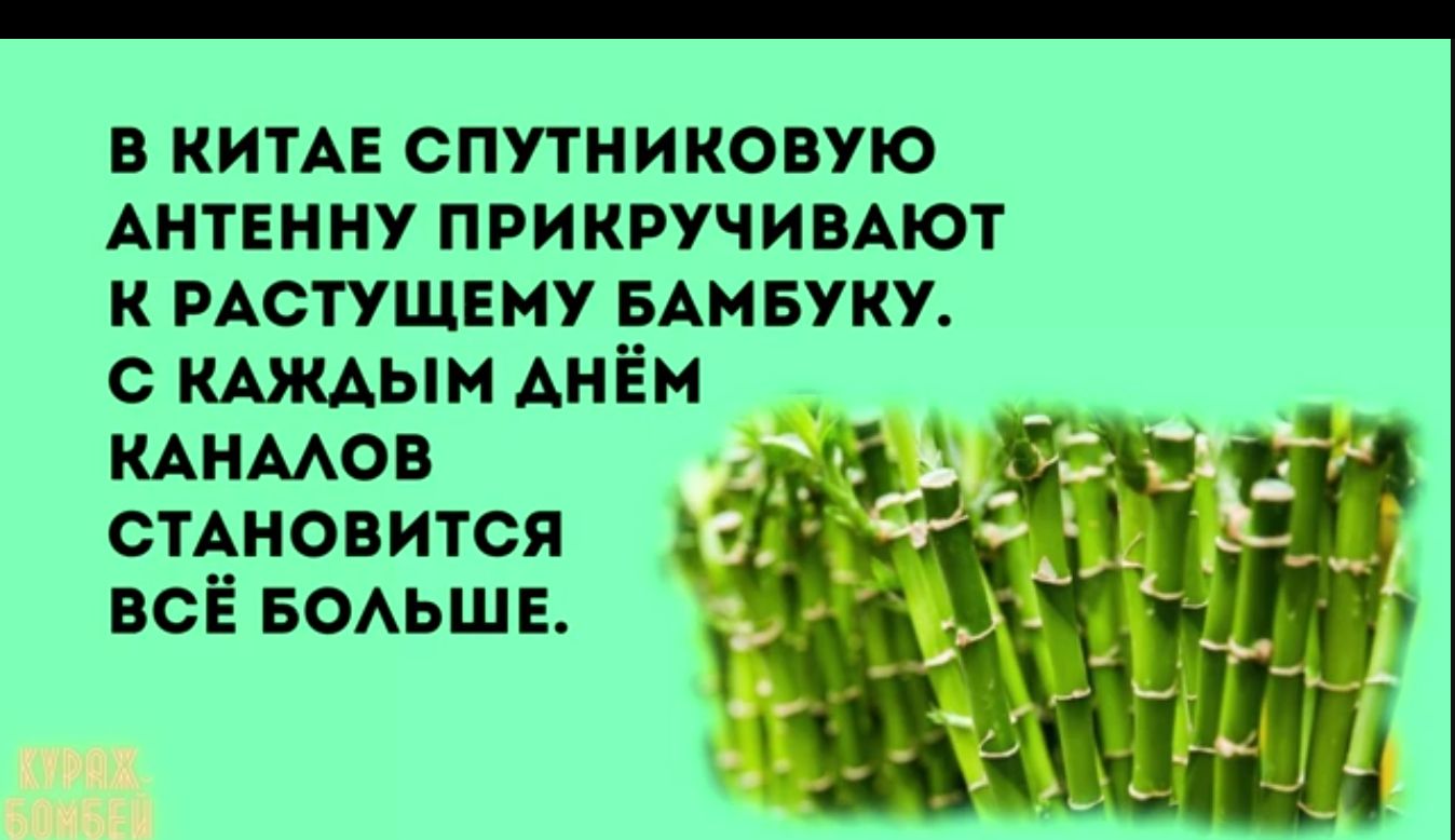 в КИТАЕ спутниковую АНТЕННУ при кручивАют к РАСТУЩЕМУ БАмвуку кдждым АнЁм кднмов стАновится Ц всЁ всмьшв