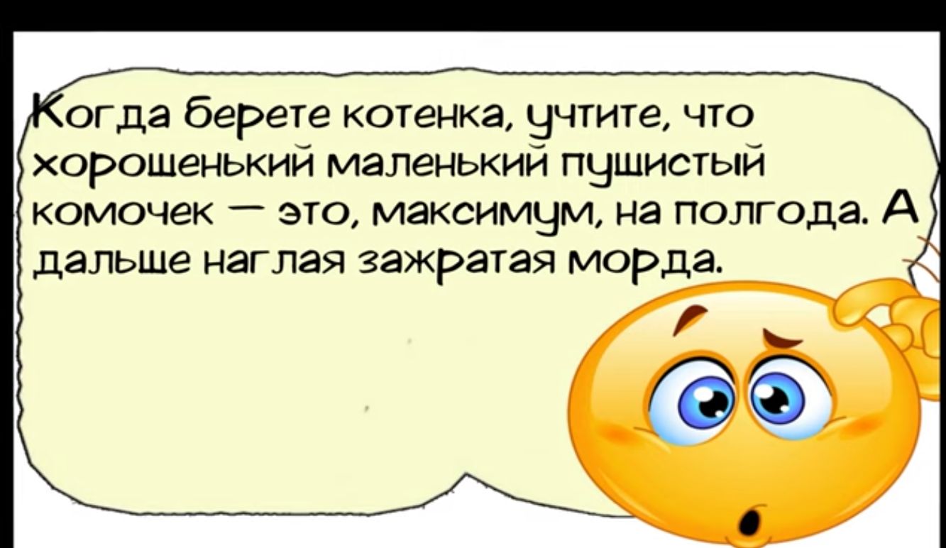 огда берете котенка вчгите что хорошенький маленький пчшистый комочек это Максимум на полгода А дальше наглая ЗаЖРатая морда ГЁЁФ