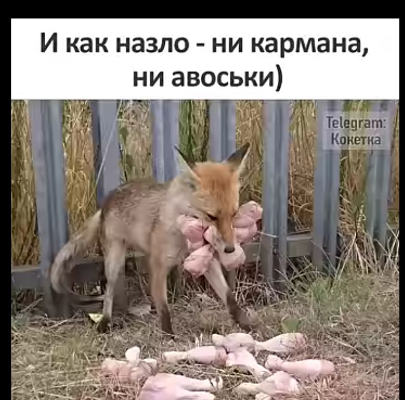 И как назло ни кармана ни авоськи