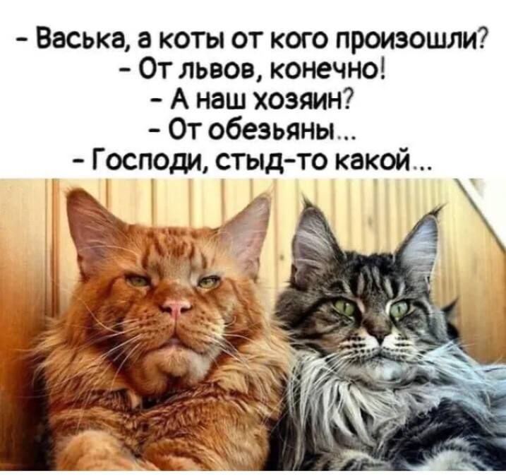 Васька а коты от кого произошли От львов конечно Анаш хозяин От обезьяны Господи стыд то какой