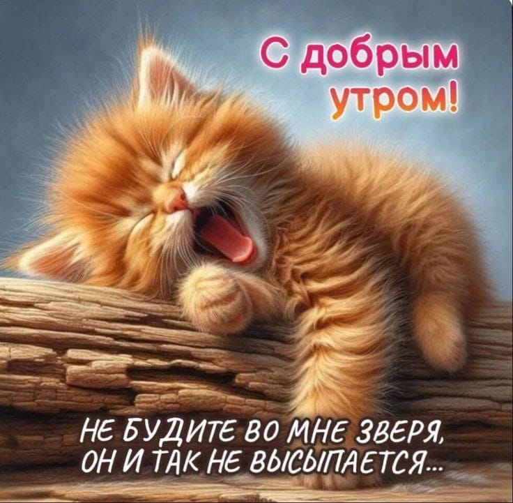 С добрым утром!
НЕ БУДИТЕ ВО МНЕ ЗВЕРЯ,
ОН И ТАК НЕ ВЫСЫПАЕТСЯ...