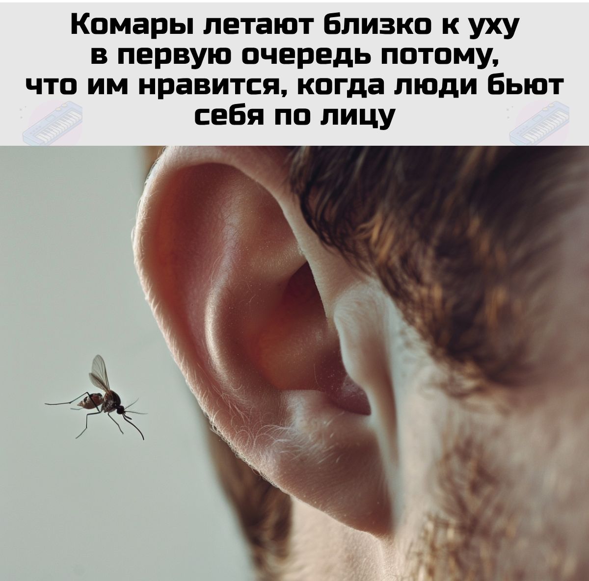 Комары летают близко к уху в первую очередь потому, что им нравится, когда люди бьют себя по лицу.