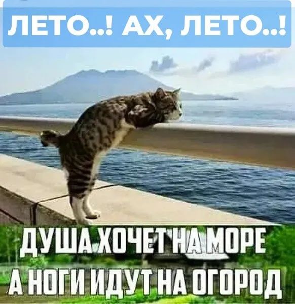 ЛЕТО.. ! АХ, ЛЕТО..! ДУША ХОЧЕТ НА МОРЕ А НОГИ ИДУТ НА ОГОРОД