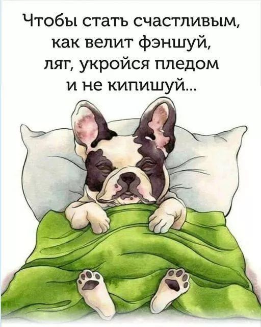 Чтобы стать счастливым, как велит фэншуй, ляг, укройся пледом и не кипишуй...