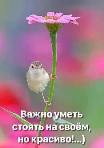 Важно уметь стоять на своём, но красиво!...)