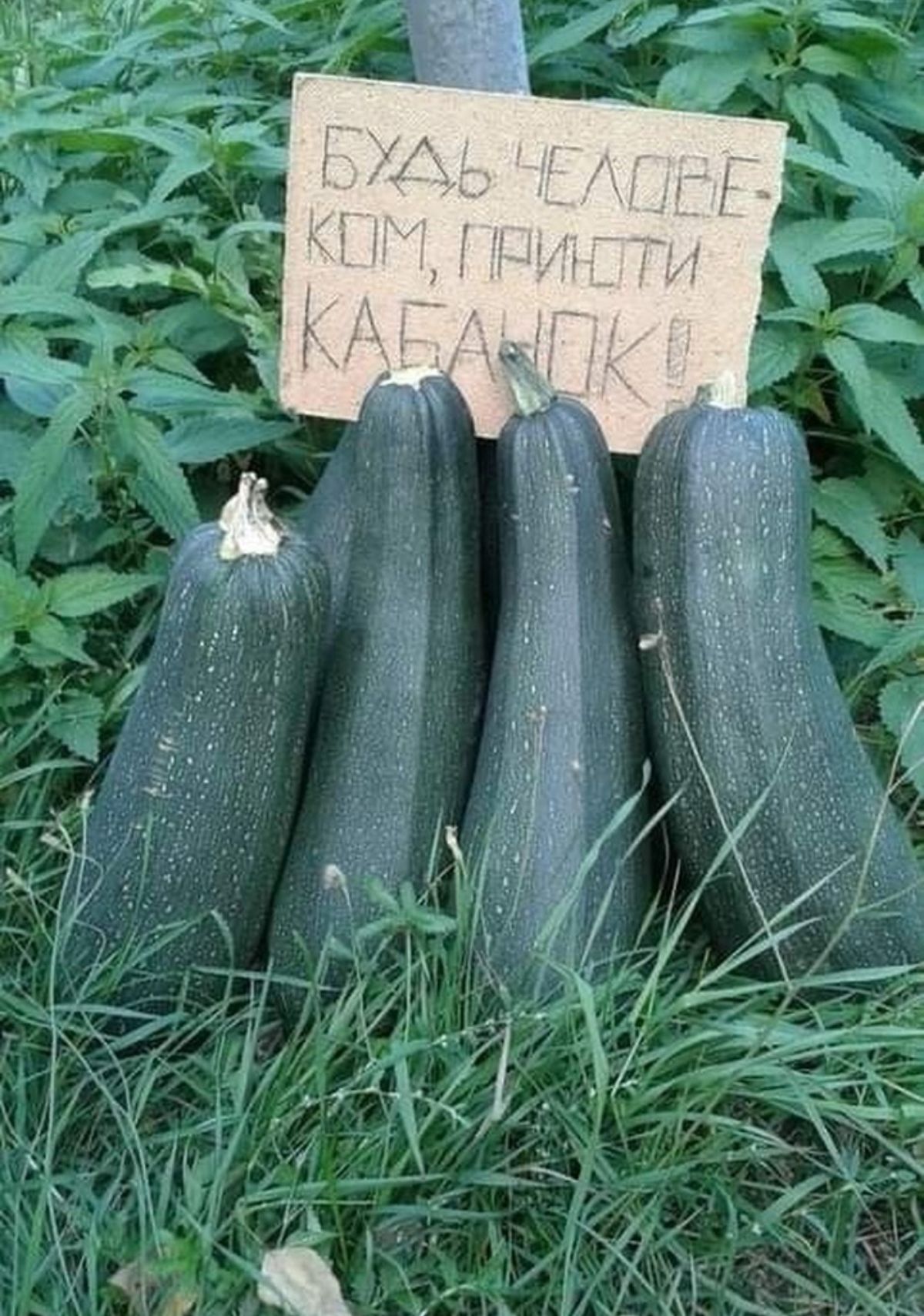 БУДЬ ЧЕЛОВЕКОМ, ПРИНОСИ КАБАЧКИ!