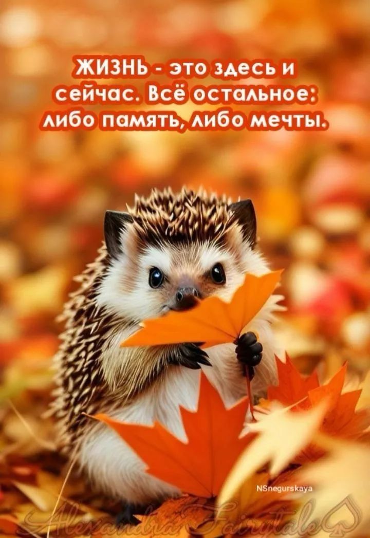 ЖИЗНЬ - это здесь и сейчас. Всё остальное: либо память, либо мечты.