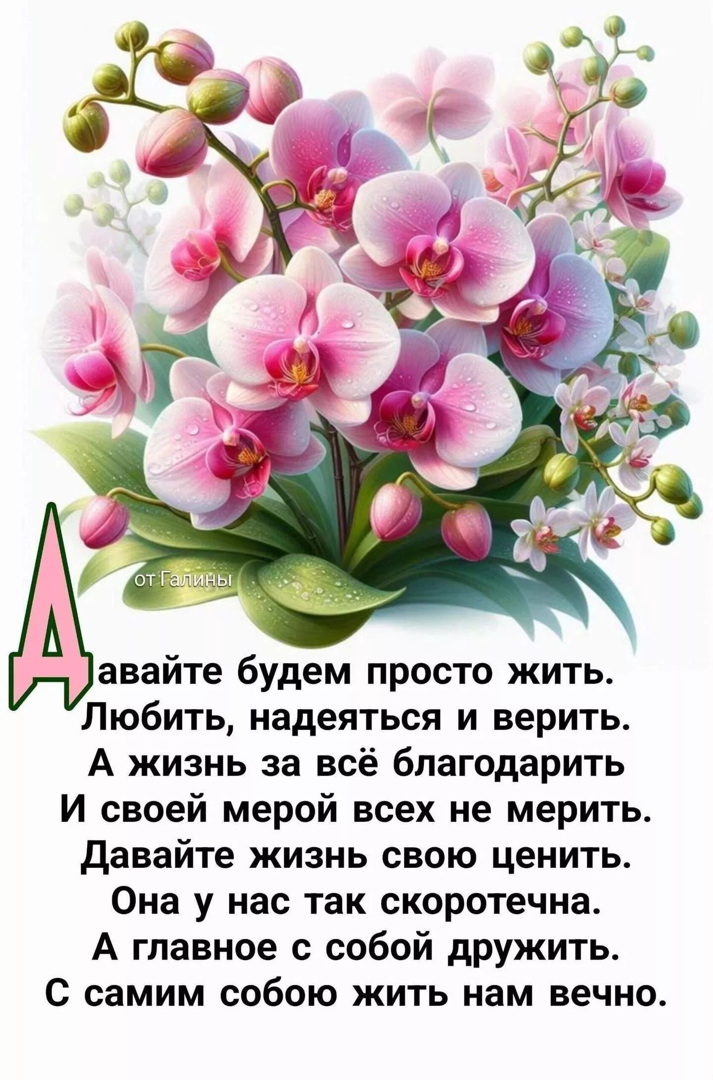 от Галины
Давайте будем просто жить.
Любить, надеяться и верить.
А жизнь за всё благодарить
И своей мерой всех не мерить.
Давайте жизнь свою ценить.
Она у нас так скоротечна.
А главное с собой дружить.
С самим собою жить нам вечно.
