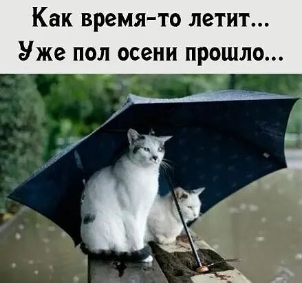 Как время то ЛЗТИТ Уже ПОЛ осени прошло