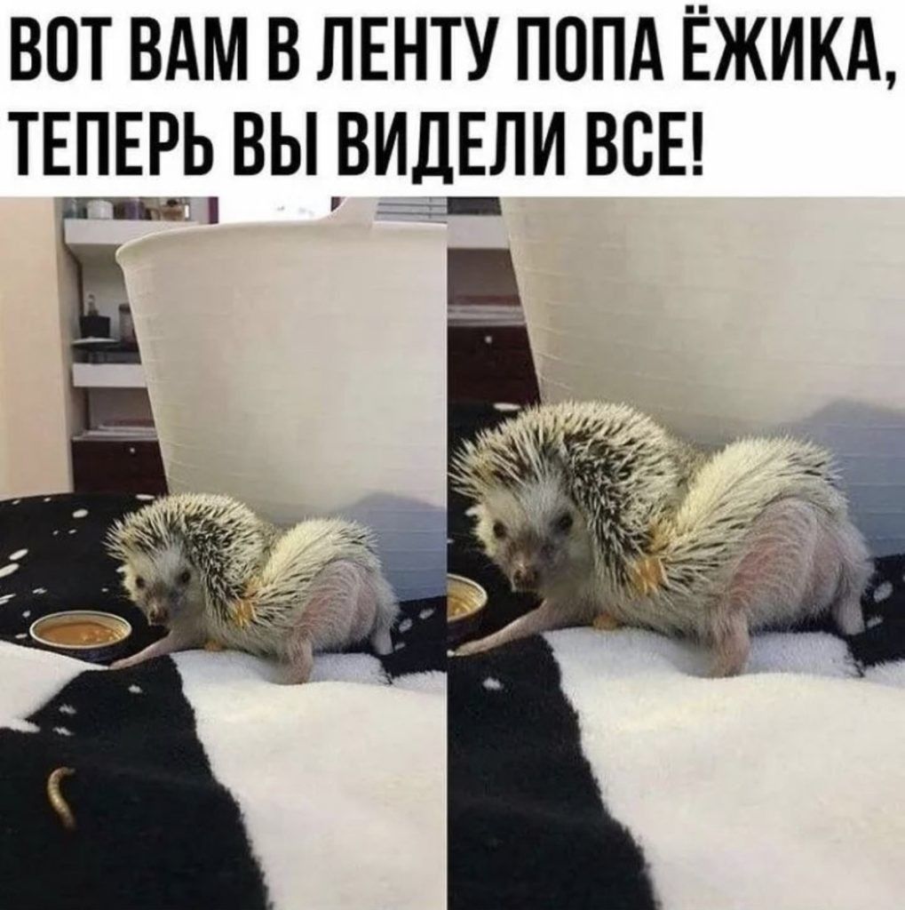 ВОТ ВАМ В ЛЕНТУ ПОПА ЁЖИКА ТЕПЕРЬ ВЫ ВИДЕЛИ ВСЕ