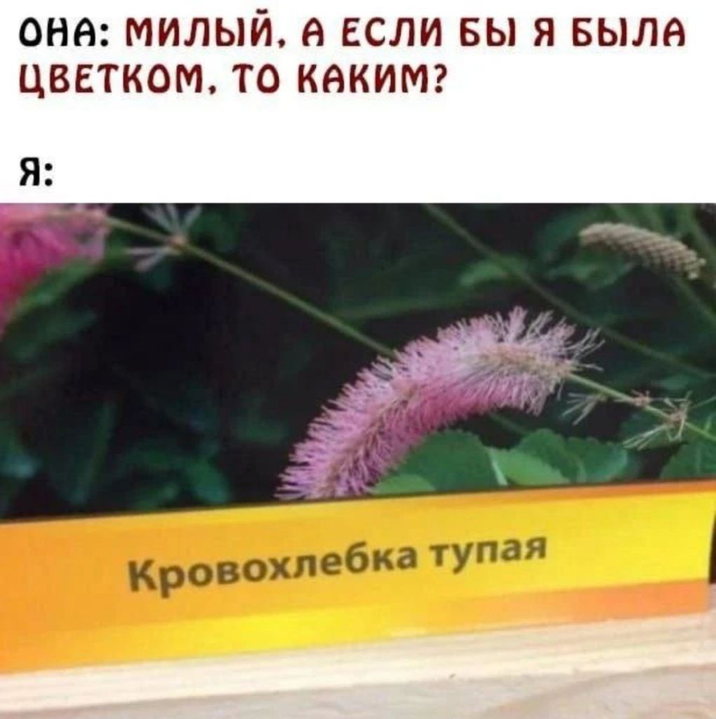 ОНА МИЛЫЙ А ЕСЛИ БЫ Я БЫЛА ЦВЕТКОРЪ ТО КАКИМ Я