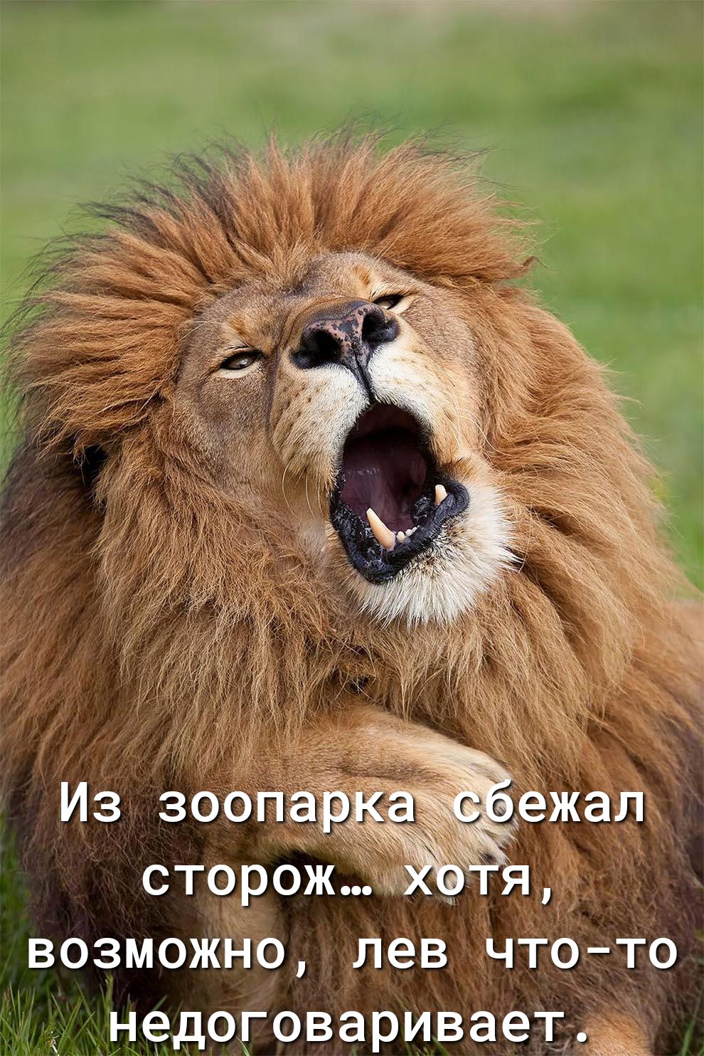 возможно лев чтото недоговаривает Чьём