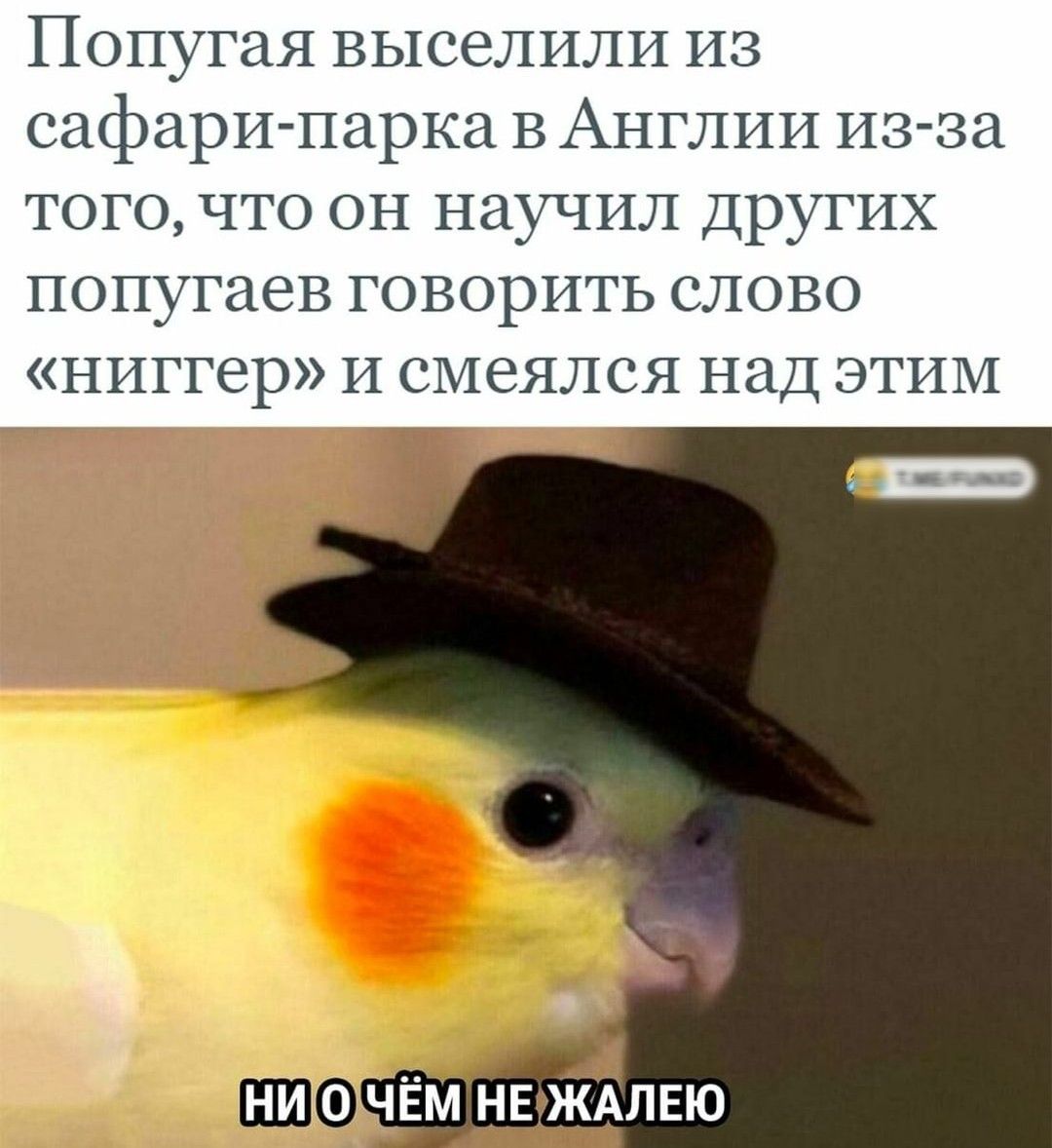 Попугая выселили из сафари парка в Англии 11 за того что он научил других попугаев ГОВОРИТЬ СЛОВО ниггер И СМЁЯЛСЯ НИД ЭТИМ Нйібччём нв ждлвю