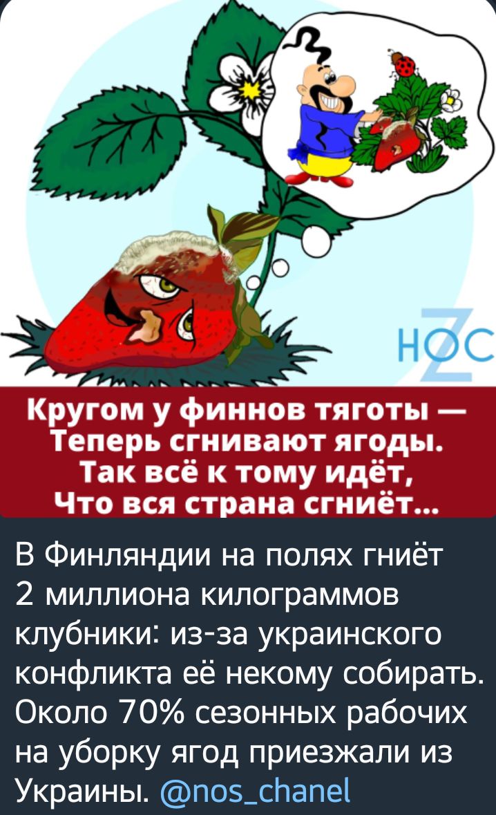 44 ____ Кругом у финнов тяготы Теперь сгиивают ягоды Так всё к тому идёт Что вся страна сгниет В Финляндии на полях гниёт 2 миллиона килограммов клубники изза украинского конфликта её некому собирать Около 70 сезонных рабочих на уборку ягод приезжали из Украины П05_слапе