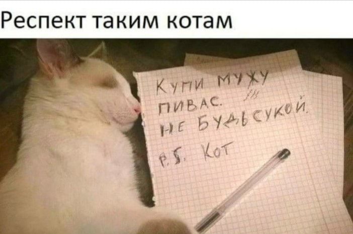 РЕСПЭКТ таким котам