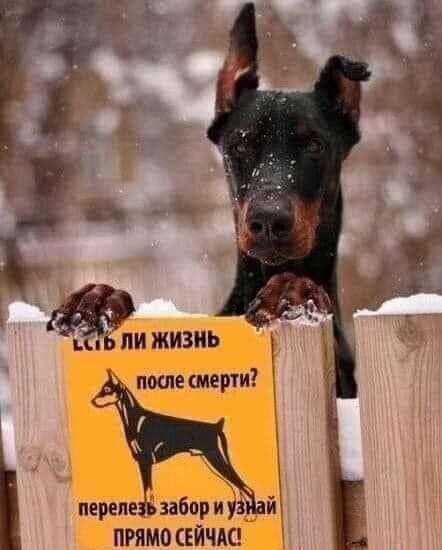 АЦ ли жизнь поте смерти перепе забор и уз_ й ПРЯМО СЕЙЧАС