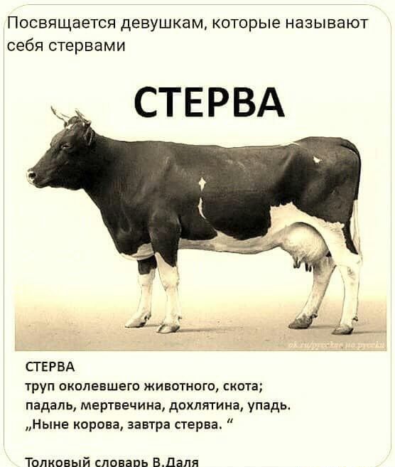 Посвящается девушкам которые называют себя стервами СТЕРВА СГЕРВА груп окалепшего животного киота падаль мертва миа дахлятина упадь Ныне корова завтра стерва Тппипвый словарь ВДаля