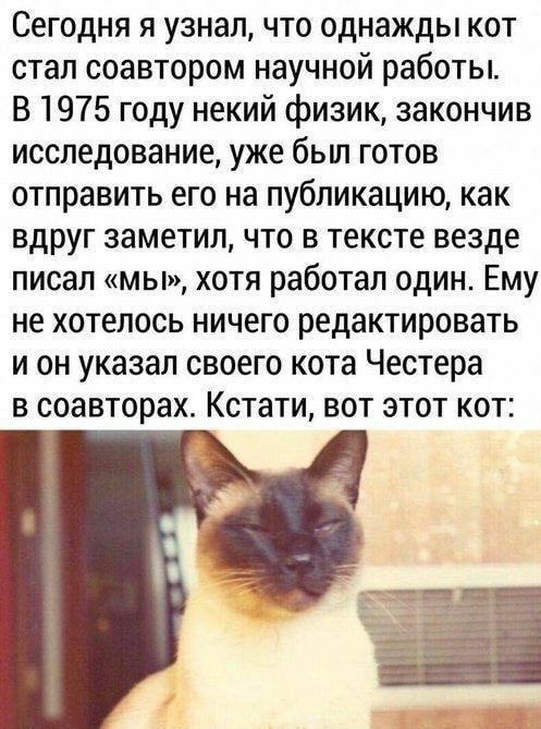 Сегодня я узнал что однажды кот стал соавтором научной работы В 1975 году некий физик закончив исследование уже бьш готов отправить его на публикацию как вдруг заметил что в тексте везде писал мы хотя работал один Ему не хотелось ничего редактировать и он указал своего кота Честера в соавторах Кстати вот этот кот