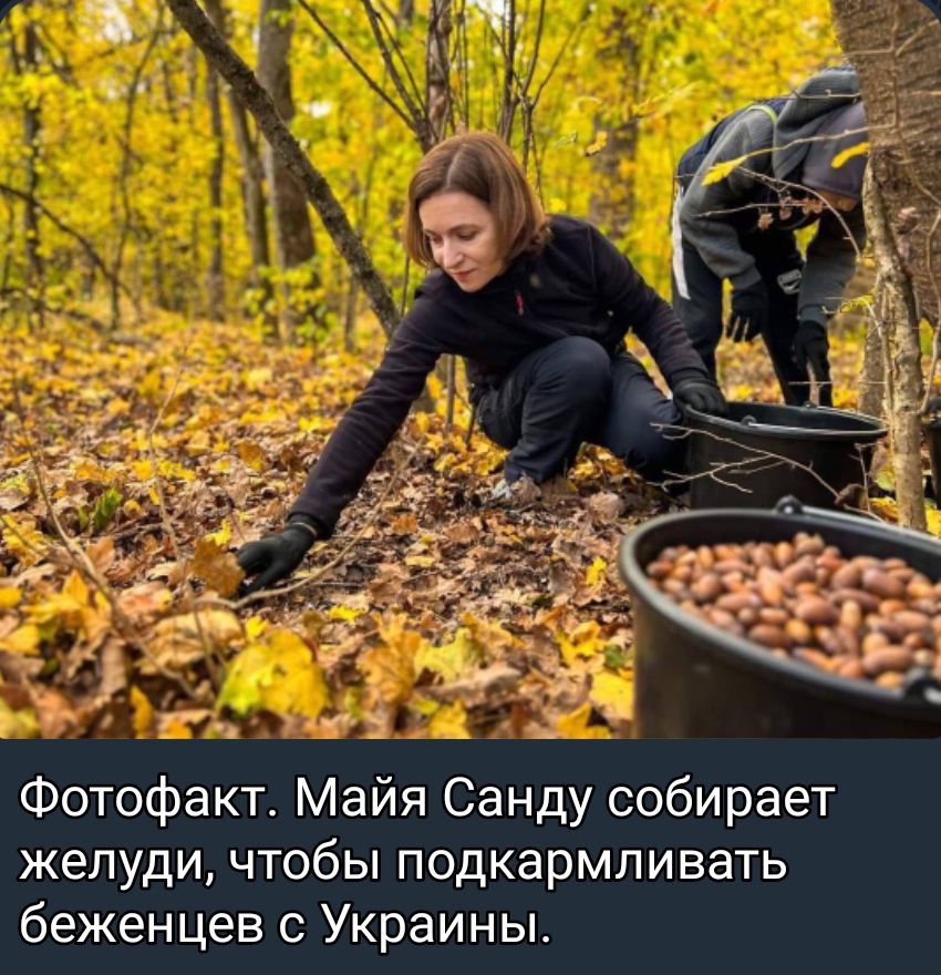 и 93 Фотофакт Майя Санду собирает желуди чтобы подкармливать беженцев с Украины