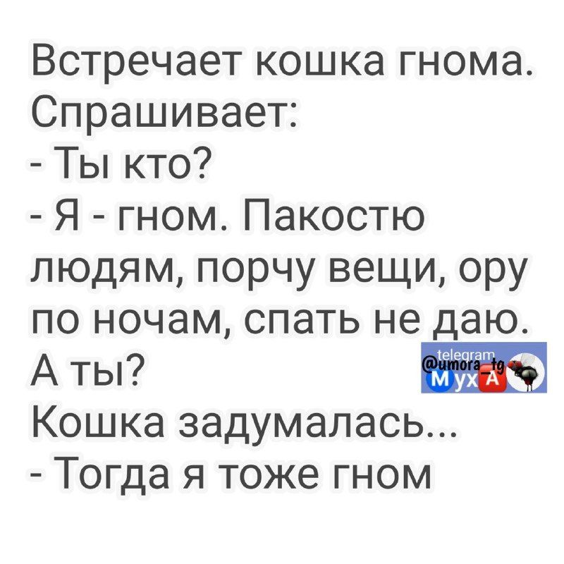 Встречает кошка гнома Спрашивает Ты кто Я гном Пакостю людям порчу вещи ору по ночам спать не даю А ты ЁЁ Кошка задумалась Тогда я тоже гном