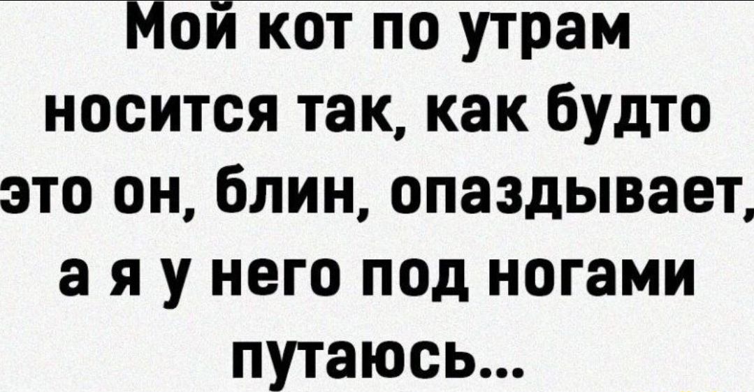 Мой кот по утрам носится так как будто это он блин опаздывает а я у него под ногами путаюсь