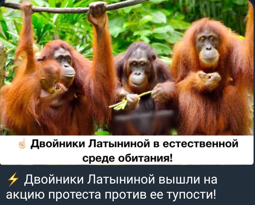 _ 1 Двойники Латыниной в естественном среде обитаии Двойники Латыниной вышли на акцию протеста против ее тупости