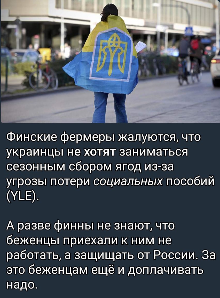 Финские фермеры жалуются что украинцы не хотят заниматься сезонным сбором ягод из за угрозы потери социальных пособий УЬЕ А разве финны не знают что беженцы приехали к ним не работать а защищать от России За это беженцам ещё и доплачивать надо