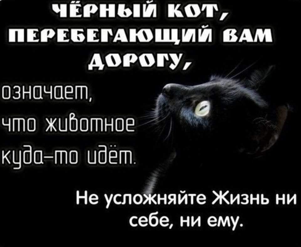 чёрный кот ппшвпдющшй ВАМ дорогу означает И к что жцбогпное кцбцгпо идёт Не успоіняйте Жизнь ни себе ни ему