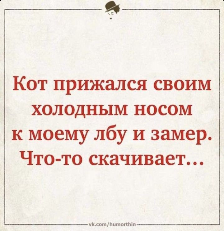 Кот прижался своим холодным носом к моему лбу и замер Что то скачивает ицмм