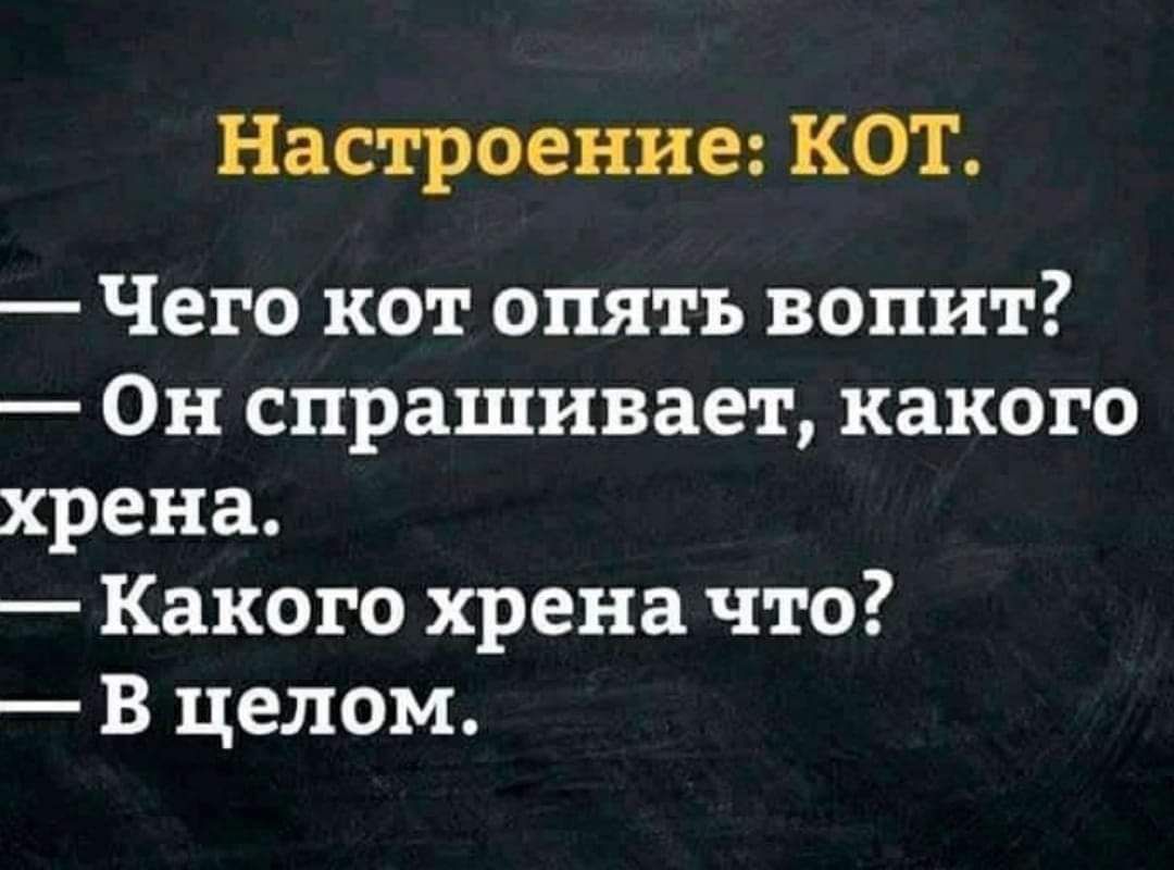 Настроение КОТ Чего кот опять вопит Он спрашивает какого хрена Какого хрена что В целом