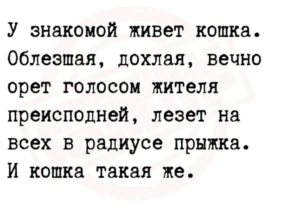 У знакомой живет кошка Облезшая дохлая вечно орет голосом жителя преисподней лезет на всех в радиусе прыжка И кошка такая же