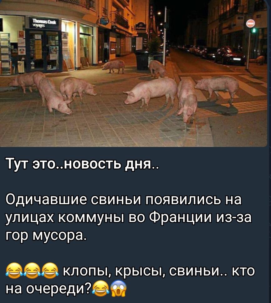 ТУТ ЭТОНОВОСТЬ дня Одичавшие СВИНЬИ ПОЯВИЛИСЬ на улицах коммуны во Франции изза гор мусора щ клопы крысы свиньи кто на очереди