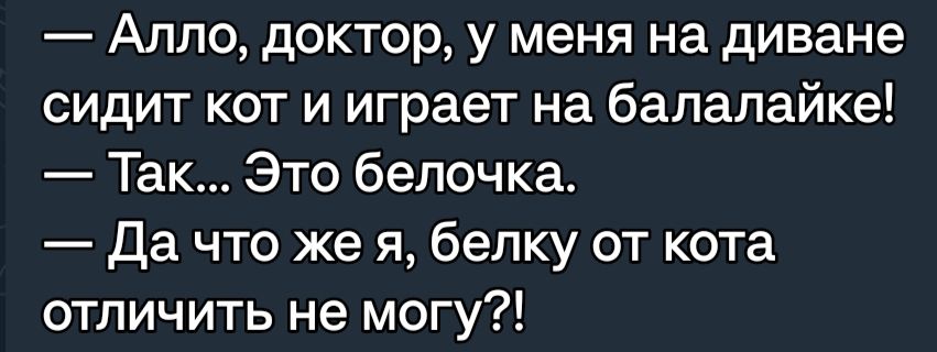 Алло доктор у меня на диване сидит кот и играет на бапапайке Так Это белочка да что же я белку от кота отличить не могу