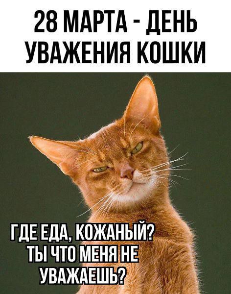 28 МАРТА ЛЕНЬ УВАЖЕНИЯ КОШКИ _ ч 7 А ГДЕ ЕДА КПЖАНЫЙ ты что міня НЕ увджАЁшь