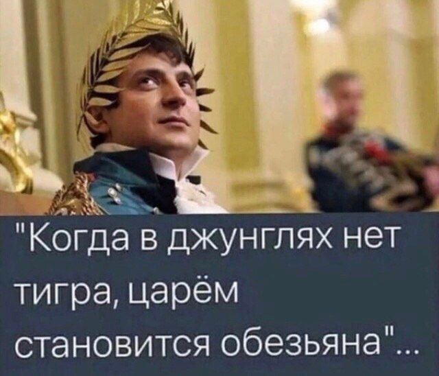 __ Когда в джунглях нет тигра царём становится обезьяна