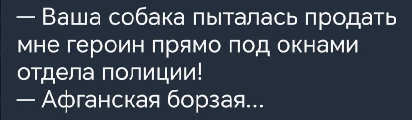 Ваша собака пыталась продать мне героин прямо под окнами отдела полиции Афгансгая борзая