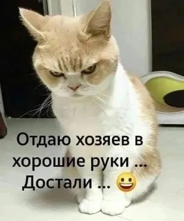 Отдаю хозяев в хорошие рки досгали