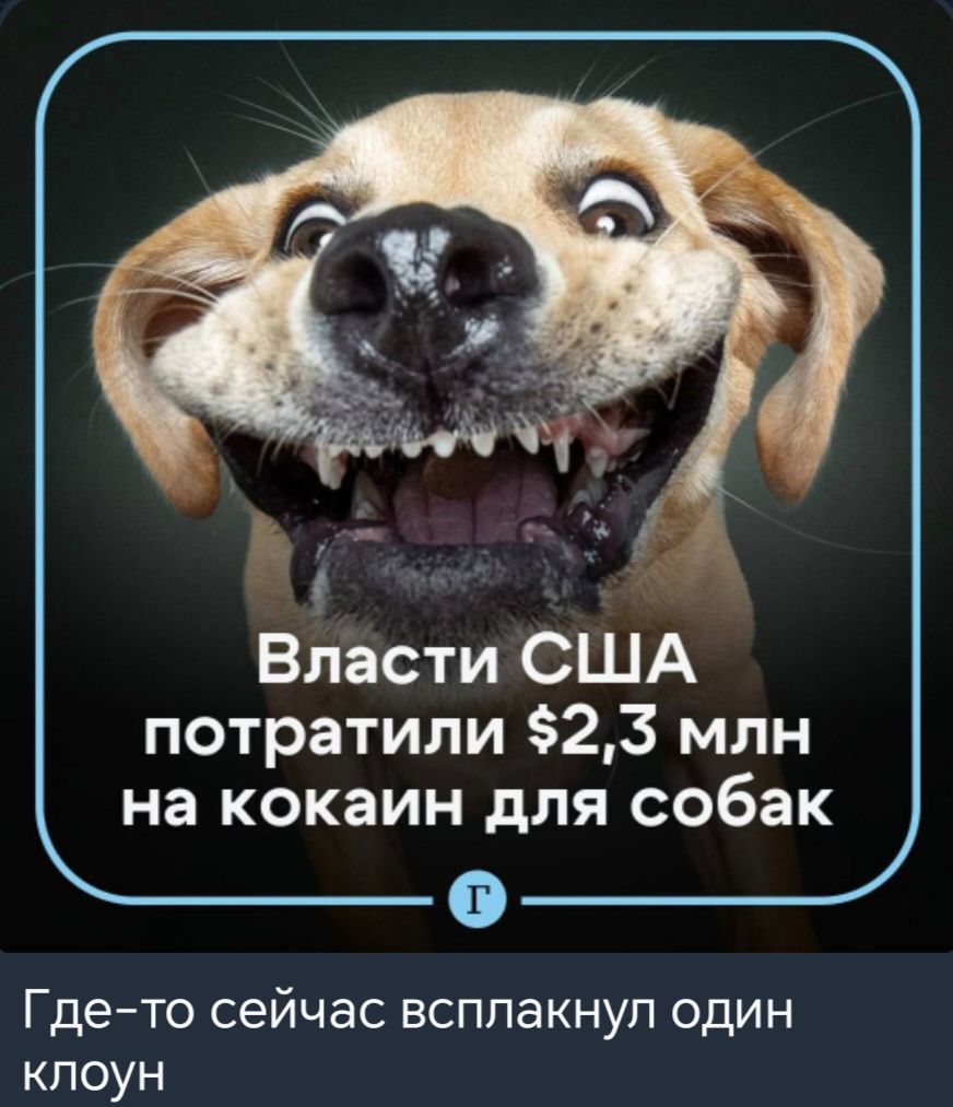 А Власти США потратили 23 млн на кокаин для собак Где то сейчас всплакнул один клоун